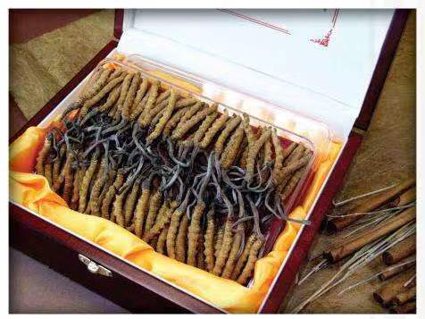 皋兰冬虫夏草回收